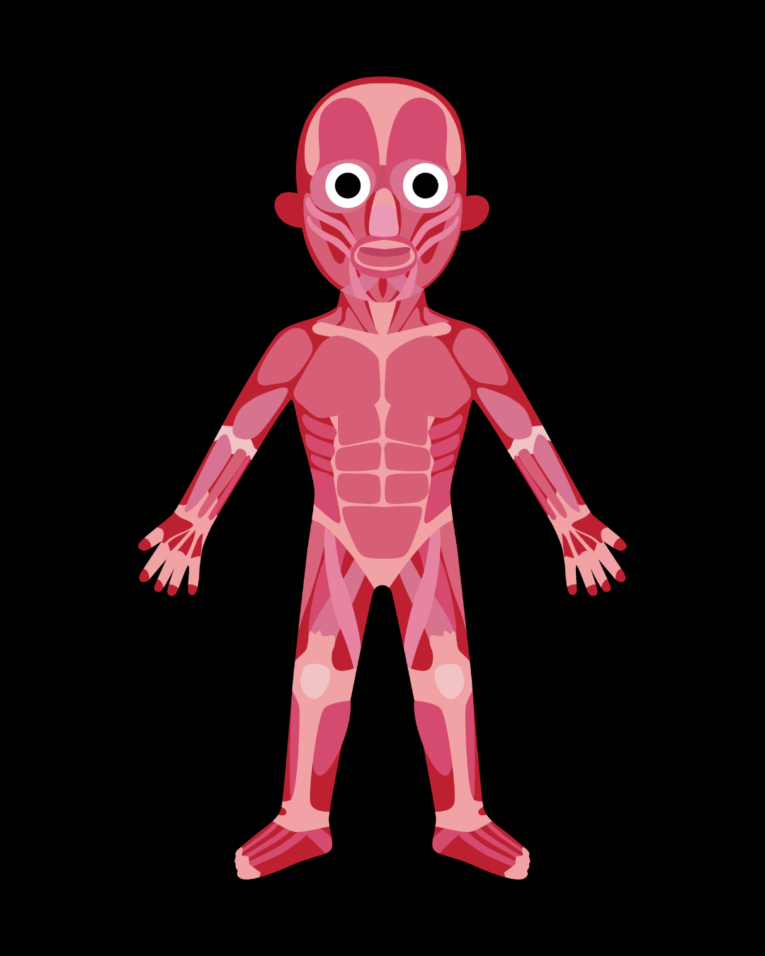 Sistema Muscular