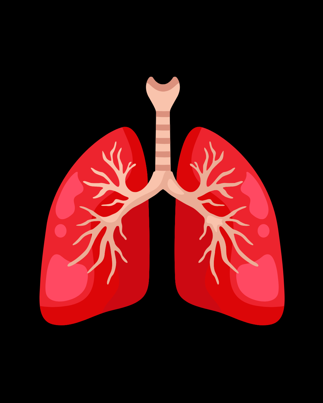 Sistema Respiratório